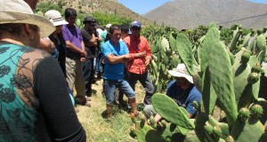 Agricultores de Petorca visitan la provincia de Limarí para aprender sobre manejos de cabras y frutales