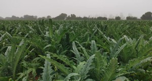 Agroseguros del MINAGRI realiza llamado a contratar seguros para el agro y proteger la producción