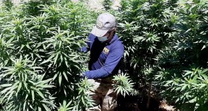 7 Mil Plantas De Cannabis Incautan Detectives En La Comuna De Los Vilos