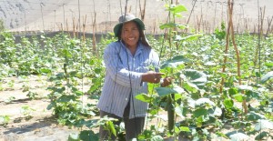 Mujeres agricultoras y de pueblos originarios de Coquimbo y Atacama podrán postular al primer concurso nacional de riego y eficiencia hídrica de la Ley de Riego