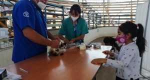 Municipio de Ovalle impulsa campaña “Yo vacuno a mi mascota”