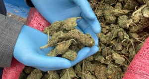 En Río Hurtado la PDI nuevamente en el sector de El Chacay incauta más de 100 kilos de cannabis lista para comercializar.