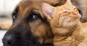En Ovalle Llaman a participar de jornada informativa sobre nueva ley de registro de mascotas