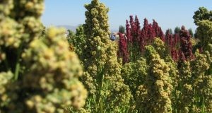 En Río Hurtado Mostrarán beneficios nutricionales y ventajas agrícolas del cultivo de Quínoa en jornada abierta al público