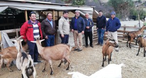 Alcalde Río Hurtado y Seremi de Agricultura recorren la comuna para fomentar iniciativas y emprendimientos del agro
