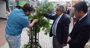 Árboles del Paseo Peatonal de Ovalle fueron afectados por actos vandálicos