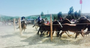 Vecinos del Durazno de Socos disfrutaron de una “Trilla a yegua suelta”