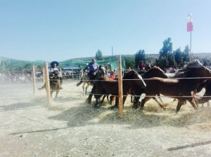 13 de marzo Trilla a yegua suelta