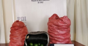 En Ovalle, PDI detiene a dos personas por robo de paltas.