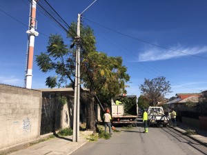 10.07 Proceso de podas Gabriela Mistral