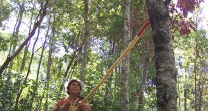 CONAF amplía plazos para postulaciones a  concursos del Fondo de Ley del Bosque Nativo
