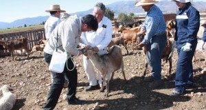 Consejo  Regional, aprueba $156 millones para desparasitar más de 100 mil cabezas de ganado para veranadas