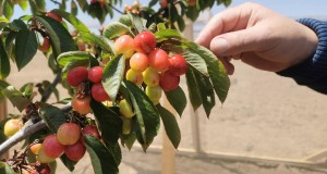 Vietnam abre las puertas a cerezas chilenas provenientes en un gran porcentaje del Limarí