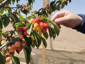 27.10 cerezas