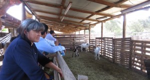 INIA lidera proyecto: “Transferencia y fortalecimiento para la modernización y sustentabilidad del rubro caprino”