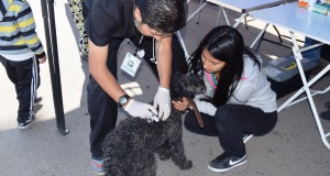 Municipio retoma operativos de desparasitación y cuidados de mascotas en Ovalle