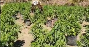 Combarbalá: Fiscalía formaliza a dos imputados investigados por cultivo de más de mil plantas de cannabis en la quebrada del Coligüe.
