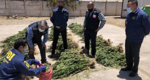 Operativo de PDI logra decomiso de $340 millones de cannabis en Monte Patria