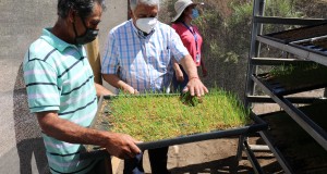 Crianceros locales valoran sistemas de forraje hidropónico impulsados por el municipio de Ovalle