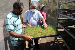 1.2 Sistemas de forraje hidropónico Ovalle