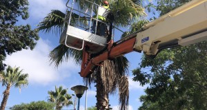 Inician operativos de podas de palmeras en Ovalle