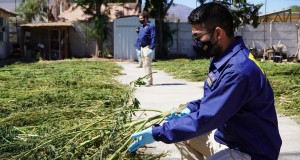 3 TONELADAS DE PLANTAS VIVAS DE CANNABIS INCAUTA LA PDI ENTRE OVALLE Y RÍO HURTADO