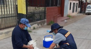 Autoridad Sanitaria activa protocolos por murciélago con rabia encontrado en Punitaqui
