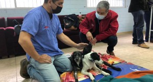 1200 esterilizaciones gratuitas se han realizado en la provincia de Limarí