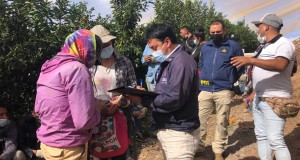 En Monte Patria Fiscalización en predios agrícolas arroja alto número de extranjeros que ingresaron ilegalmente al país