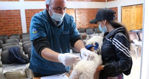 Con éxito se ha desarrollado la campaña “Yo vacuno a mi Mascota” en Ovalle