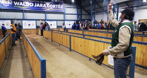 El nuevo campeón del Torneo Comunal de Rayuela de Ovalle es el Club Comercial.