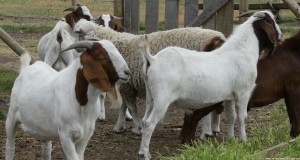 Innovador Banco Caprino y de Inseminación mejorará genética en cabras para optimizar producción de crianceros en Punitaqui