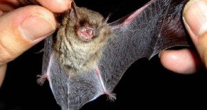 En Ovalle Activan protocolos sanitarios  por murciélago con rabia