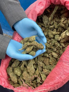 12.8 rio hurtado marihuana2