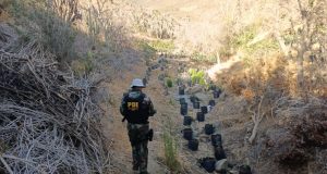 <strong>PDI Illapel saca de circulación más tres millones de dosis de Marihuana</strong>