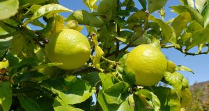 En Punitaqui agricultores trabajan para obtener una producción de limones agroecológicos  