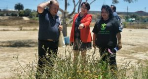 <strong>Ejecutan proyecto de Reforestación y Educación Ambiental en Parque el Culebrón de Coquimbo</strong>