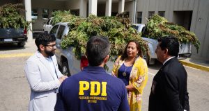 Plan cannabis de la PDI supera las 123 mil plantas incautadas en “narco cultivos” de Los Vilos