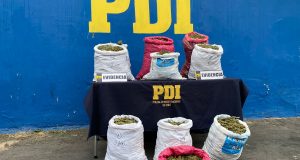 PDI detecta producción de cannabis en quebradas próximas al parque nacional bosque Fray Jorge cerca de la costa de Ovalle