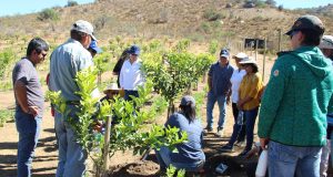 En Punitaqui consultores de riego, asesores técnicos PADIS – PRODESAL y dirigentes usuarios de INDAP conocieron el Huerto Modelo Limonero de INIA Intihuasi