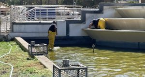 Municipio inicia mantención del Espejo de Agua de la alameda de Ovalle