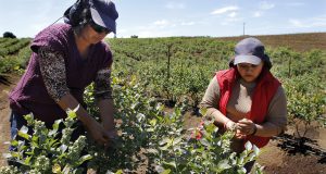 Dirección del Trabajo aplicó multas por 643 millones de pesos a empresas del sector agrícola de temporada