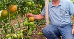 Cerca de 20 mil kilos: Emprendedores de Monte Patria concretan importante venta de tomates a concesionaria de JUNAEB