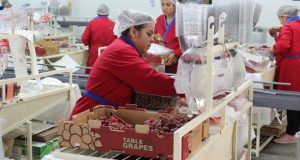 Número de ocupados registra nuevo aumento y más de 28 mil empleos se crean en la región de Coquimbo