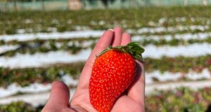 Las frutillas de Elena Guerrero:  Verdaderos diamantes rojos producidos en la comuna de Río Hurtado