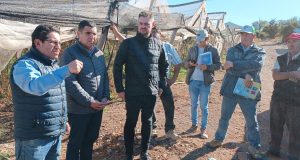 En Monte Patria Autoridades recorren predios de agricultores afectados por heladas