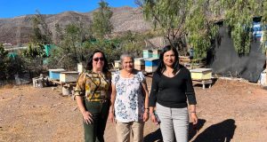 Agricultoras de Río Hurtado del programa  Prodesal continúan realizando sus actividades productivas pese a las dificultades climáticas