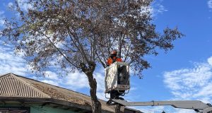 Municipio de Ovalle realizó llamado a no podar el arbolado urbano sin autorizaciones