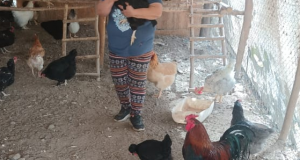Usuaria de Indap Teresa Campusano de Monte Patria: El cariño como motor principal en sus producciones de huevos de color y manjar de leche de cabra