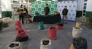 Río Hurtado: Tras millonario decomiso de marihuana efectuado por Carabineros la Fiscalía formaliza causa penal